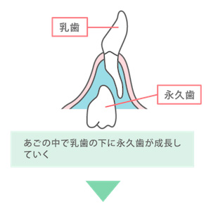 あごの中で作られる永久歯の様子