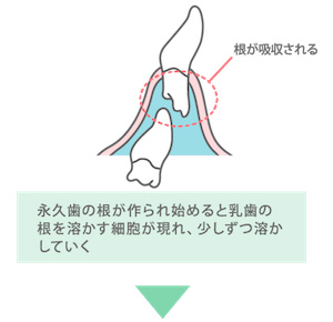 あごの中で作られる永久歯の様子